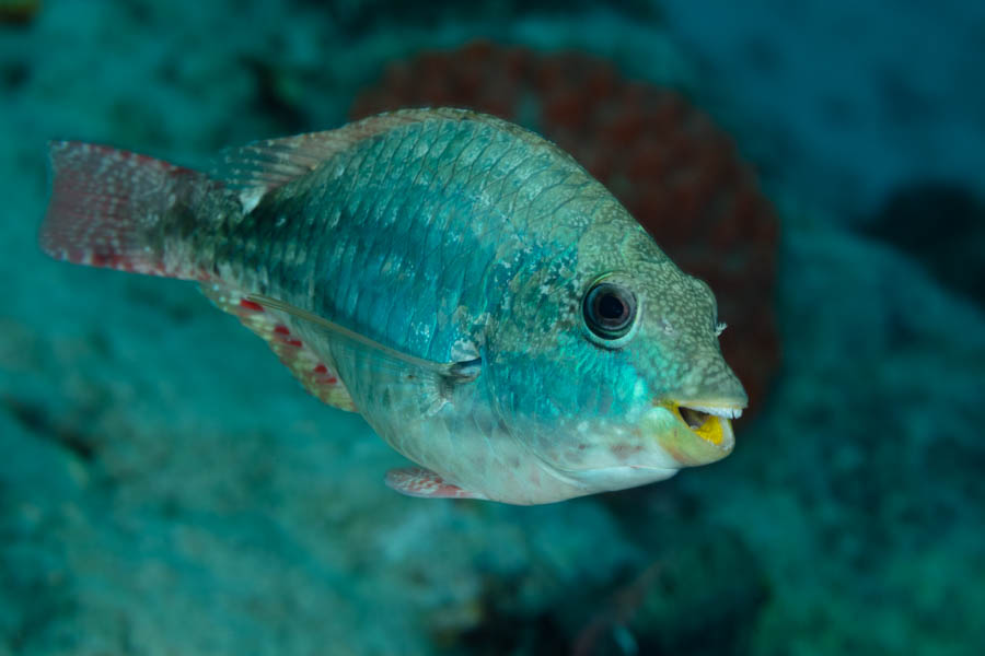 Parrotfishes Identification: Redband Parrotfish