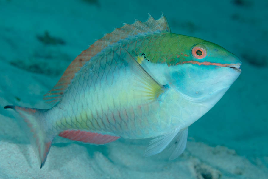Species Group - Parrotfishes & Wrasses