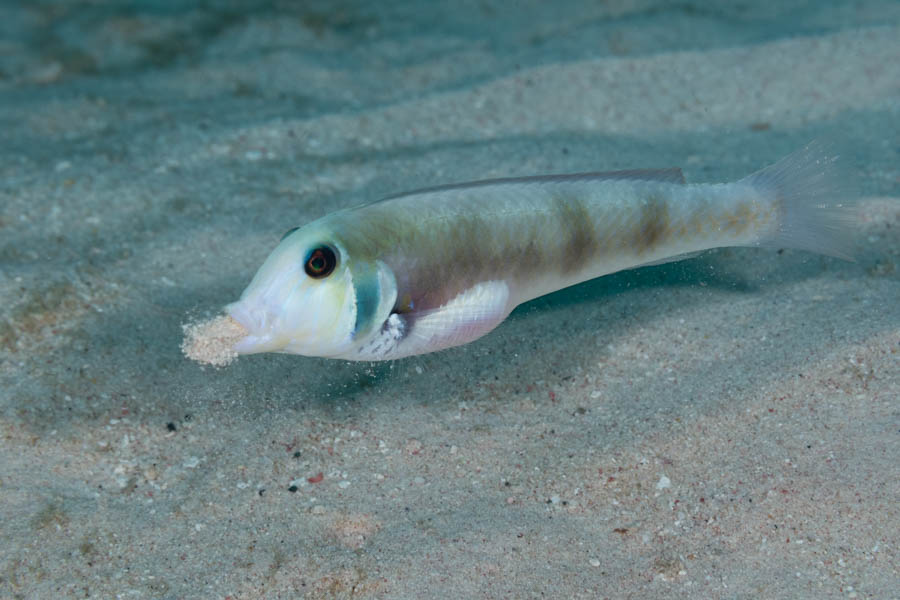 Razorfishes Identification: Rosy Razorfish