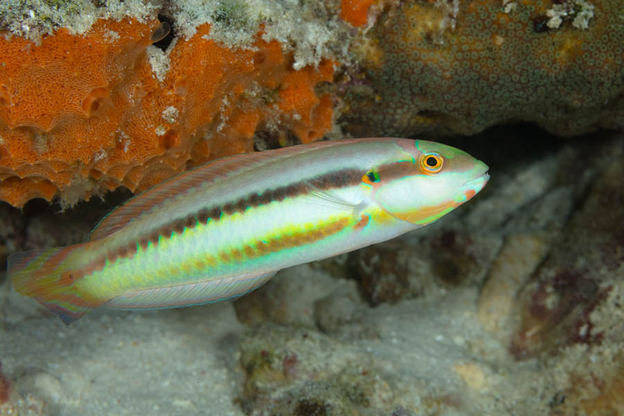 Slippery Dick