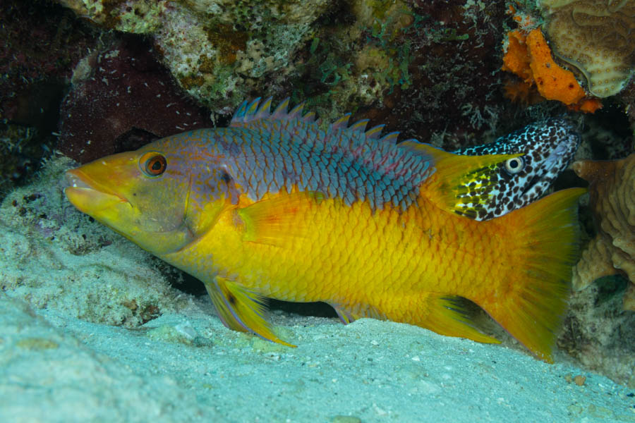 Spanish Hogfish