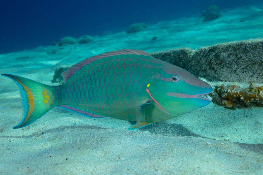 Parrotfishes Identification: Stoplight Parrotfish