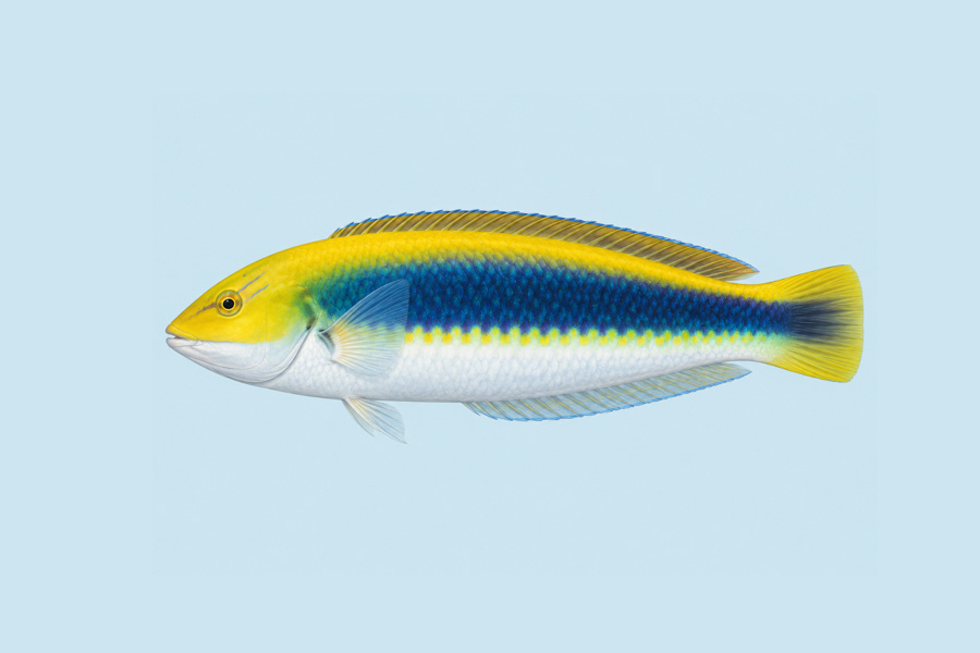 Yellowcheek Wrasse