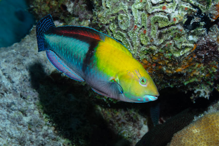 Yellowhead Wrasse