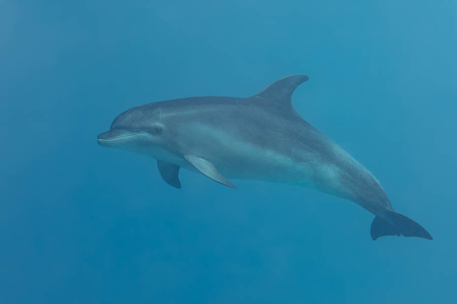 Dolphins Identification: Bottlenose Dolphin