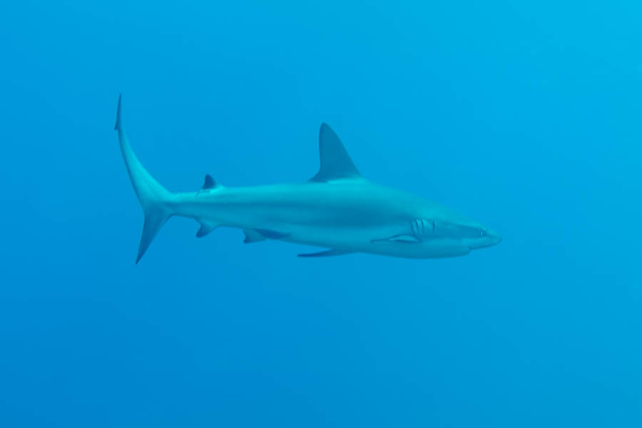 Sharks Identification: Caribbean Reef Shark
