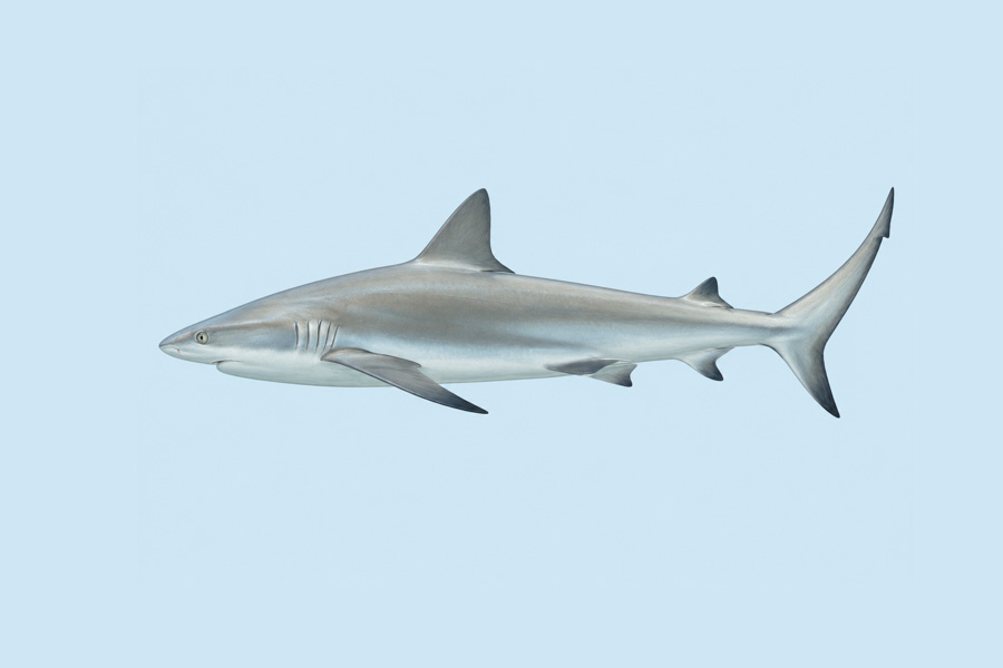 Caribbean Reef Shark