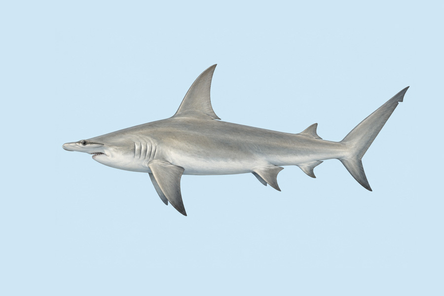 Great Hammerhead