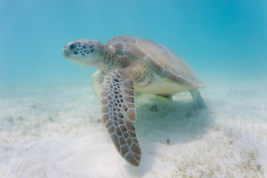Turtles Identification: Green Sea Turtle
