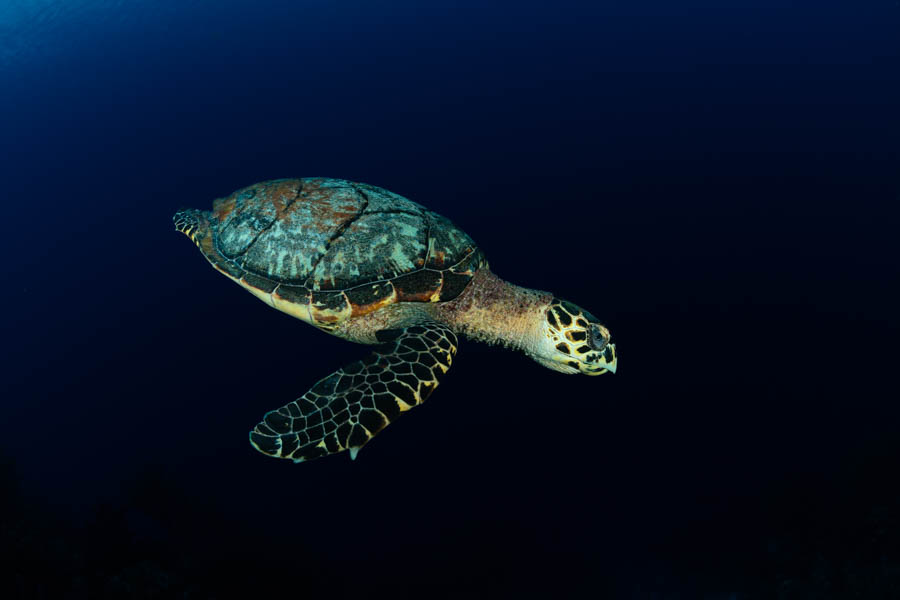 Turtles Identification: Hawksbill Turtle