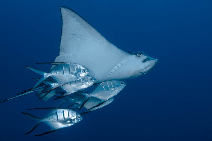 Rays Identification: Spotted Eagle Ray
