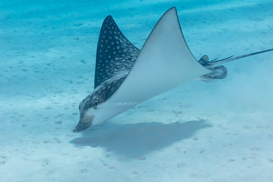 Rays Identification: Spotted Eagle Ray