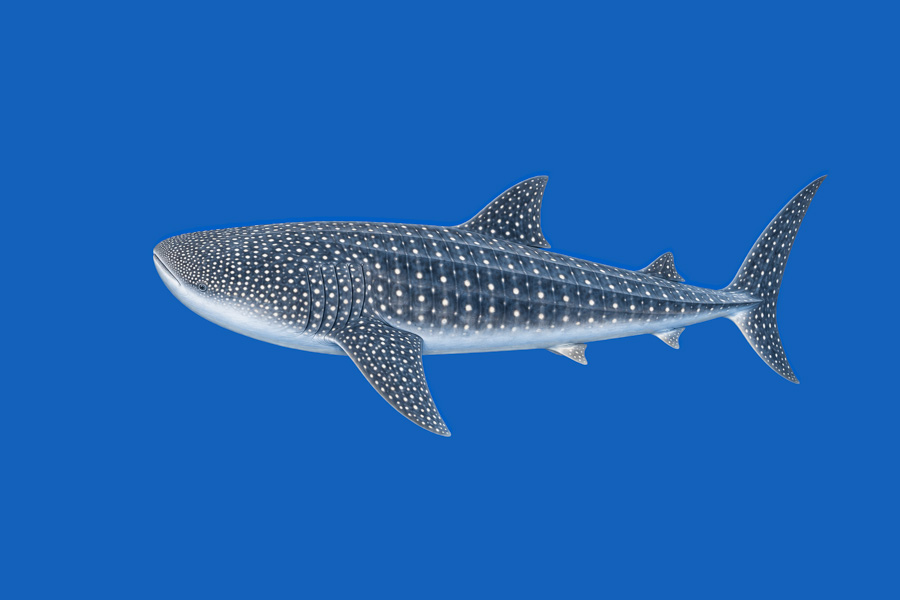 Whale Shark