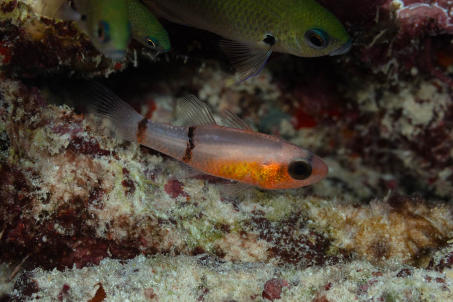 Barred Cardinalfish