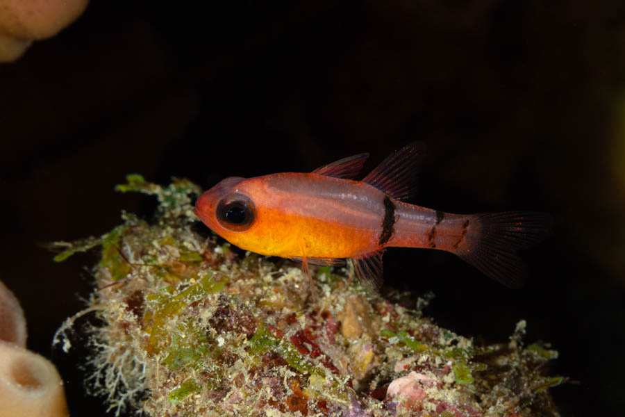 Belted Cardinalfish