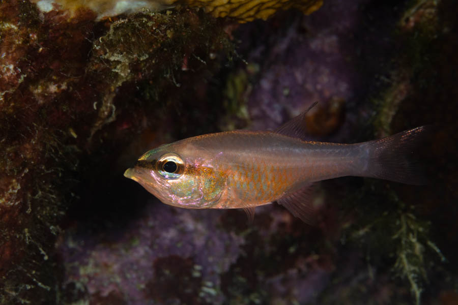 Bigtooth Cardinalfish
