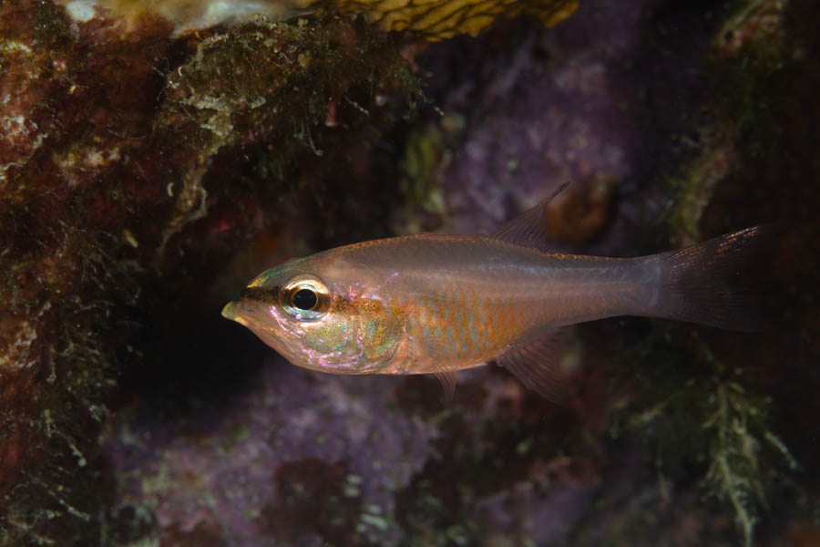 Cardinalfishes Identification: Bigtooth Cardinalfish