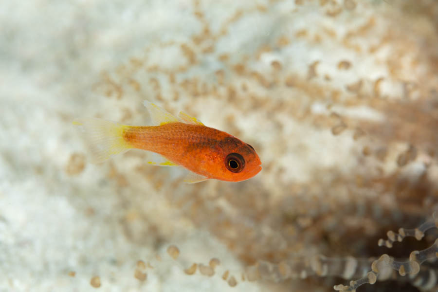 Cardinalfishes Identification: Bridle Cardinalfish
