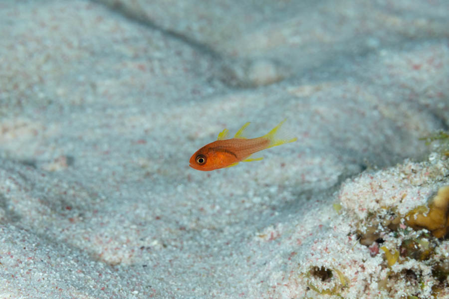 Cardinalfishes Identification: Bridle Cardinalfish