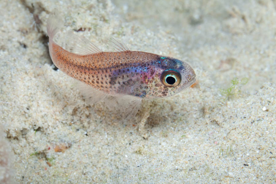 Dusky Cardinalfish