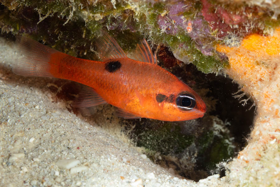 Cardinalfishes Identification: Flamefish