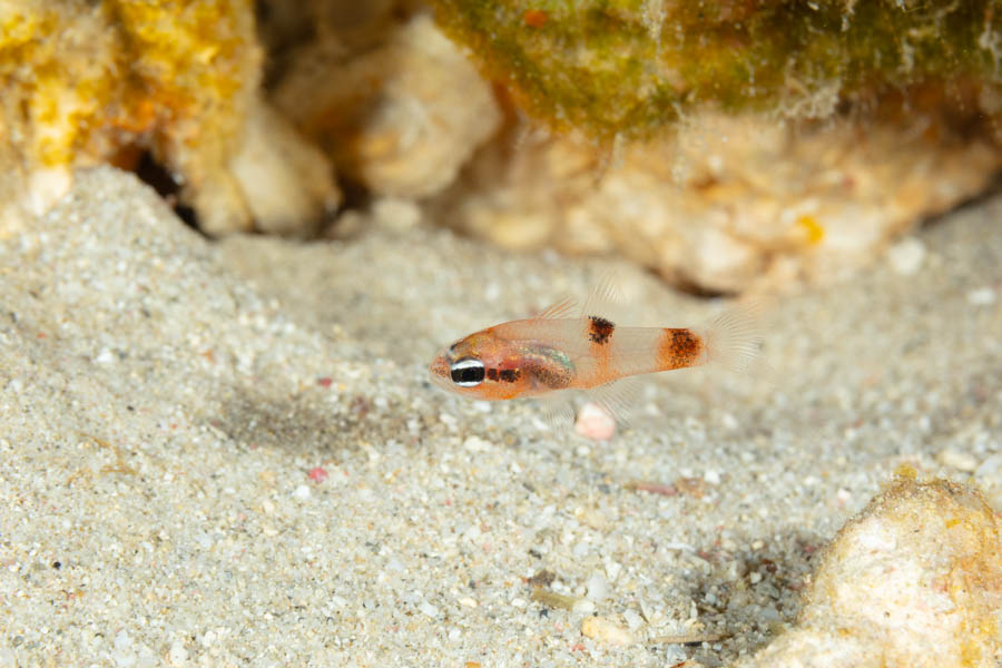 Cardinalfishes Identification: Flamefish