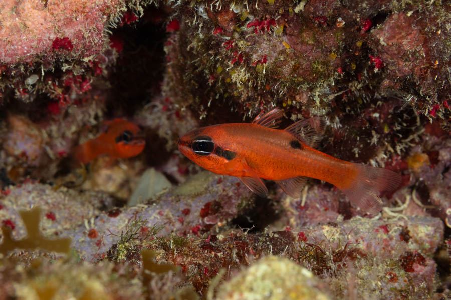 Flamefish