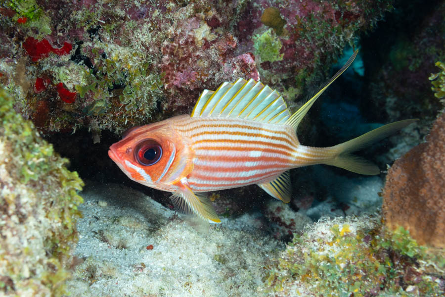 Longspine Squirrelfish