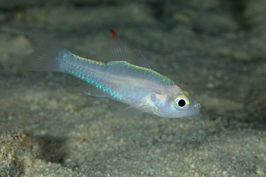 Cardinalfishes Identification: Pale Cardinalfish