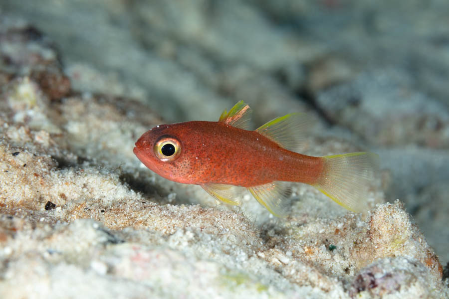 Cardinalfishes Identification: Sawcheek Cardinalfish