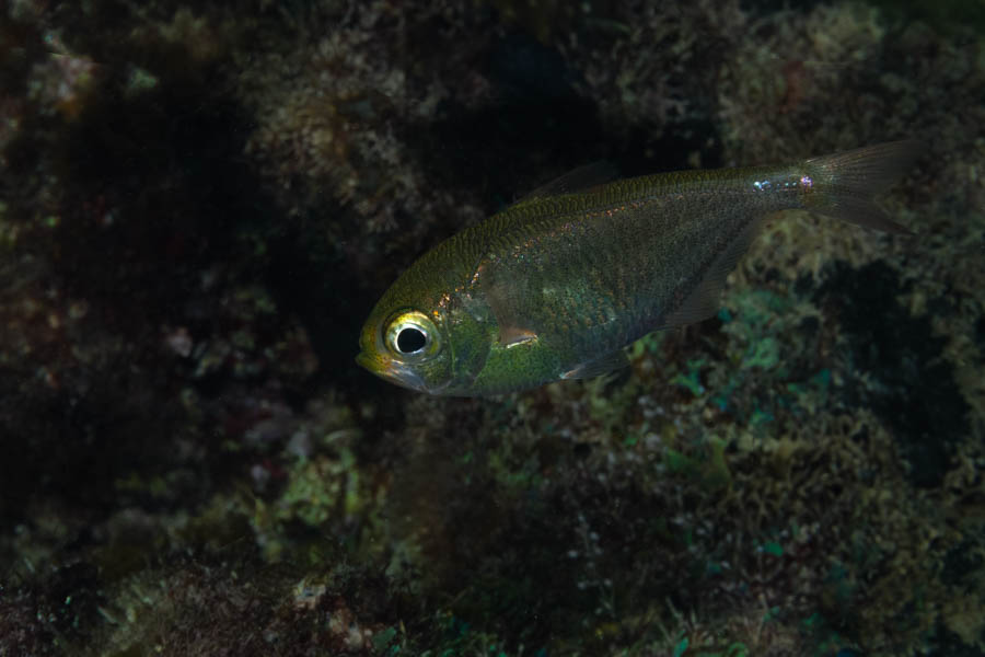 Shortfin Sweeper