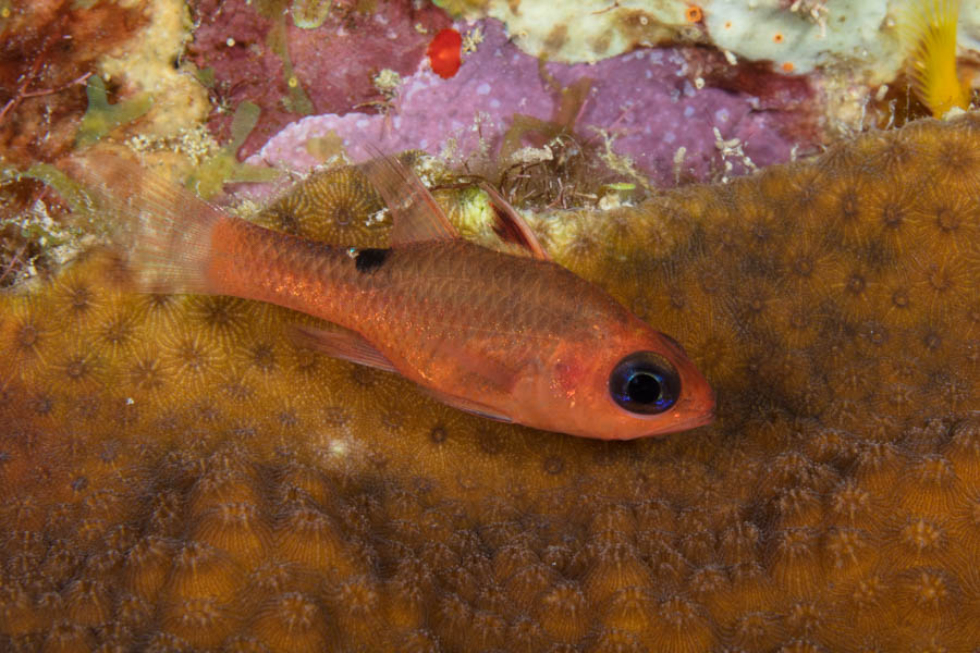 Cardinalfishes Identification: Whitestar Cardinalfish