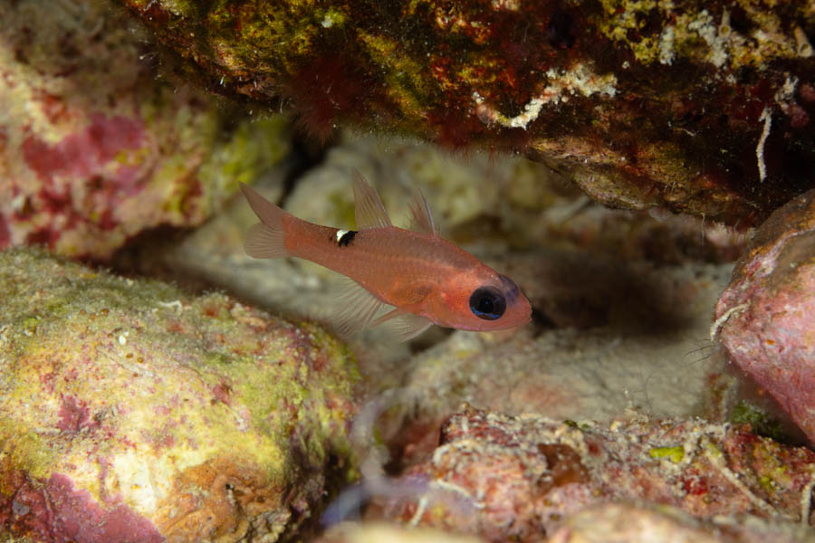 Whitestar Cardinalfish