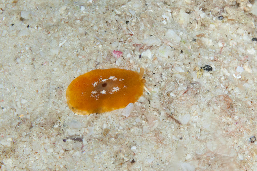 Nudibranchs, Dorid Identification: Berthella stellata