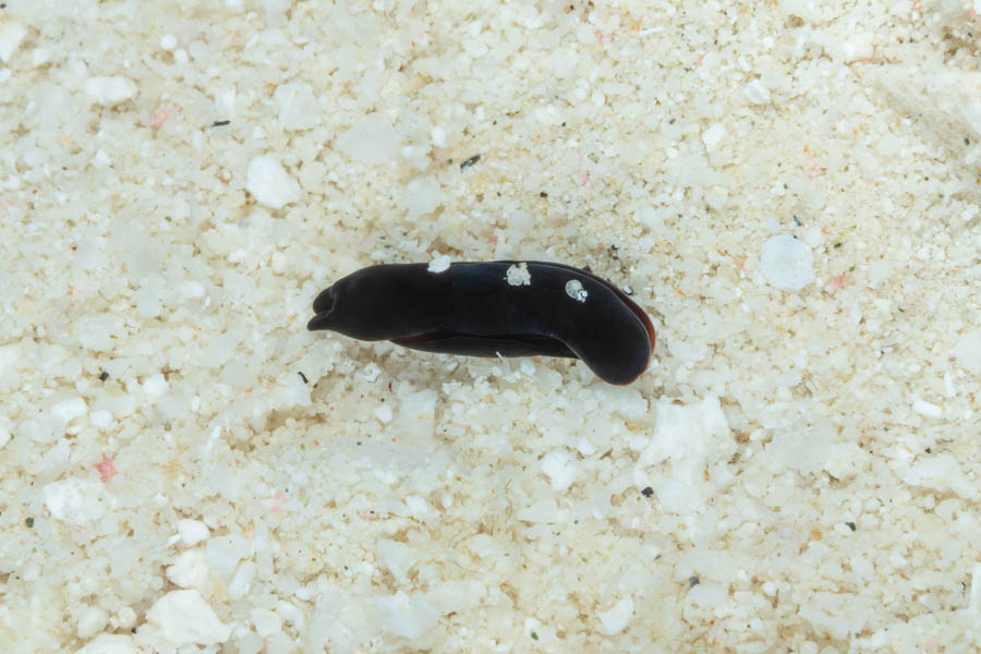 Headshield Slugs Identification: Black Aglaja