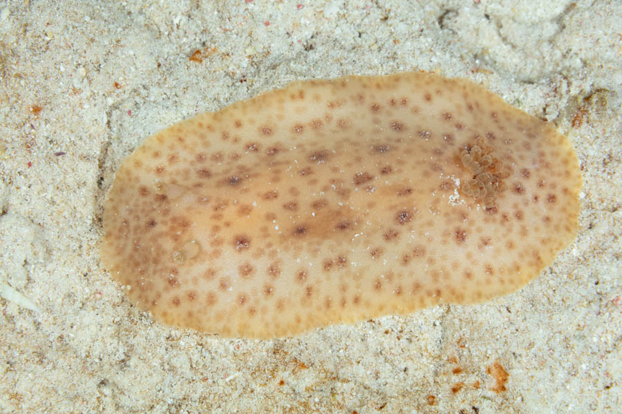 Nudibranchs, Dorid Identification: Discodorididae sp.