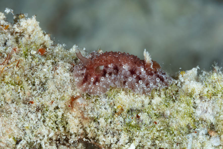 Nudibranchs, Dorid Identification: Hans and Rosa's Carminodoris