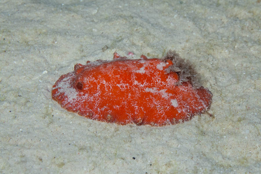 Nudibranchs, Dorid Identification: Leather-Backed Platydoris
