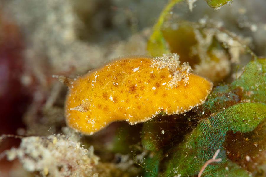 Nudibranchs, Dorid Identification: Orangeball Taringa