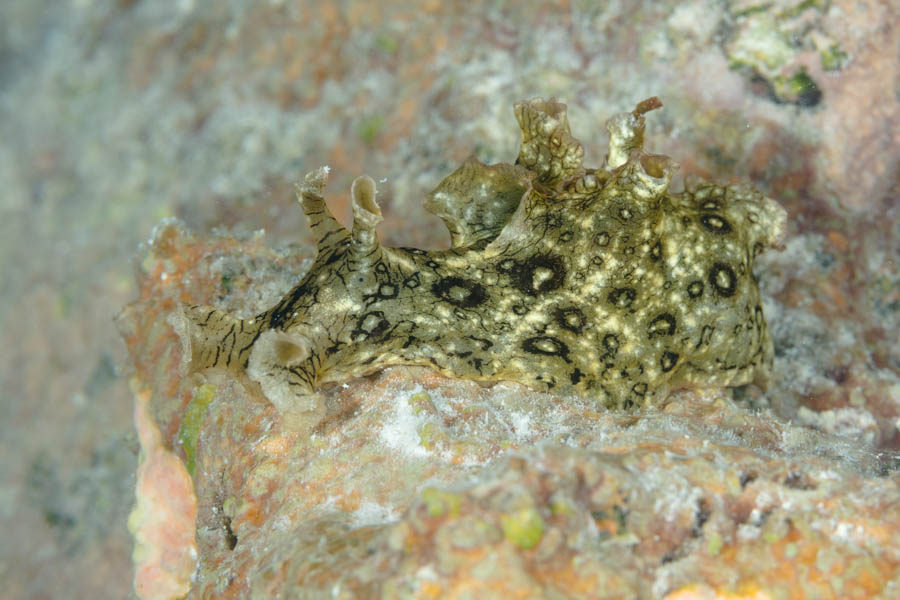 Sea Hares Identification: Spotted Seahare
