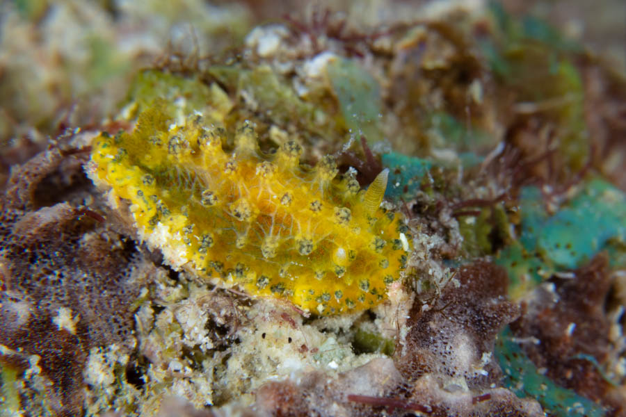 Nudibranchs, Dorid Identification: Yellowish Doris sp.