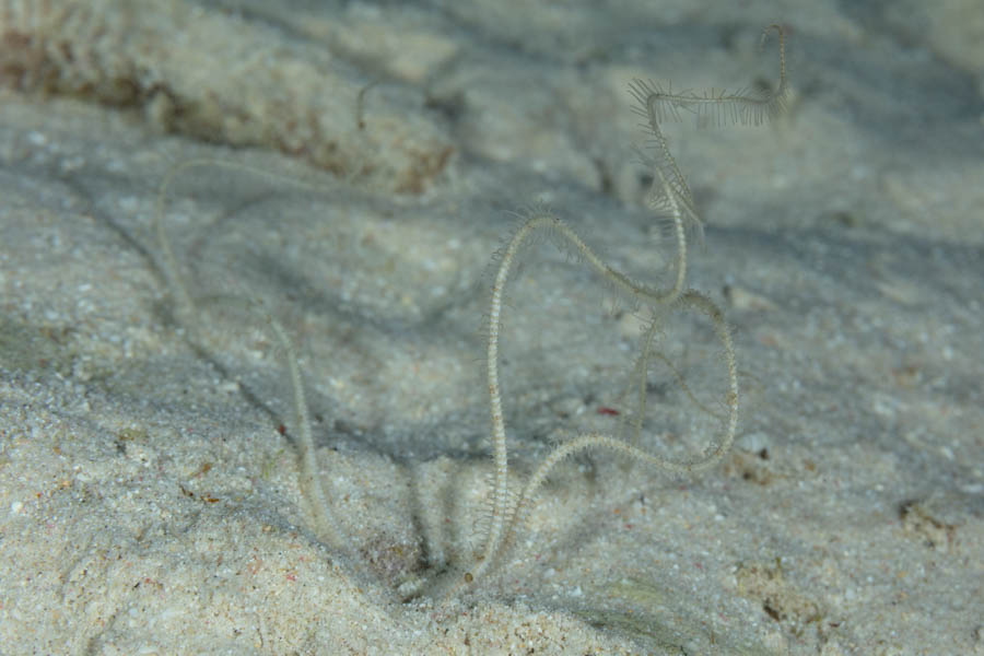 Crevice Brittle Star