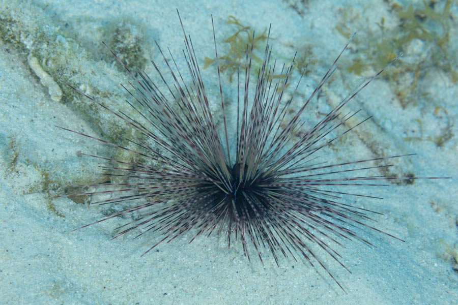 Long-Spined Urchin
