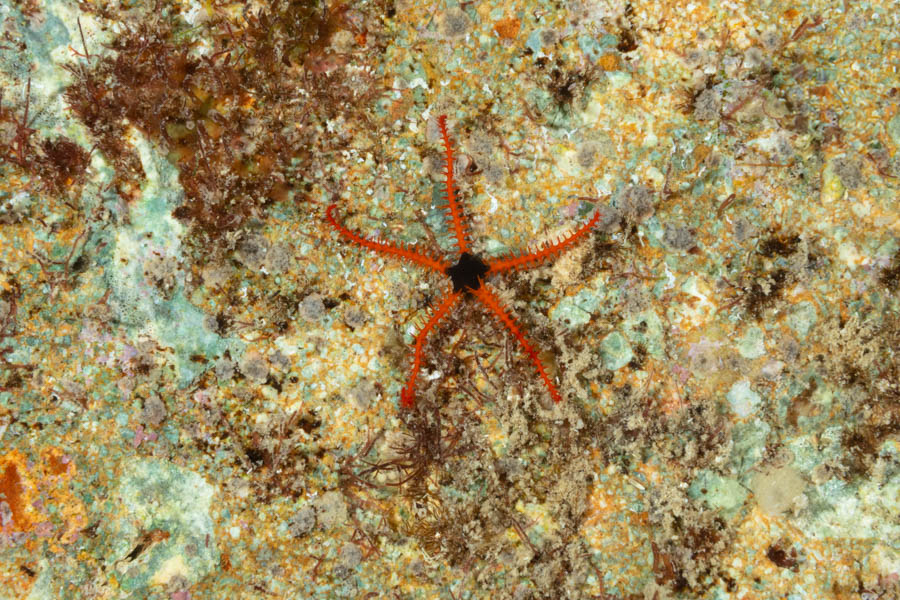 Wendt's Brittle Star, Juvenile