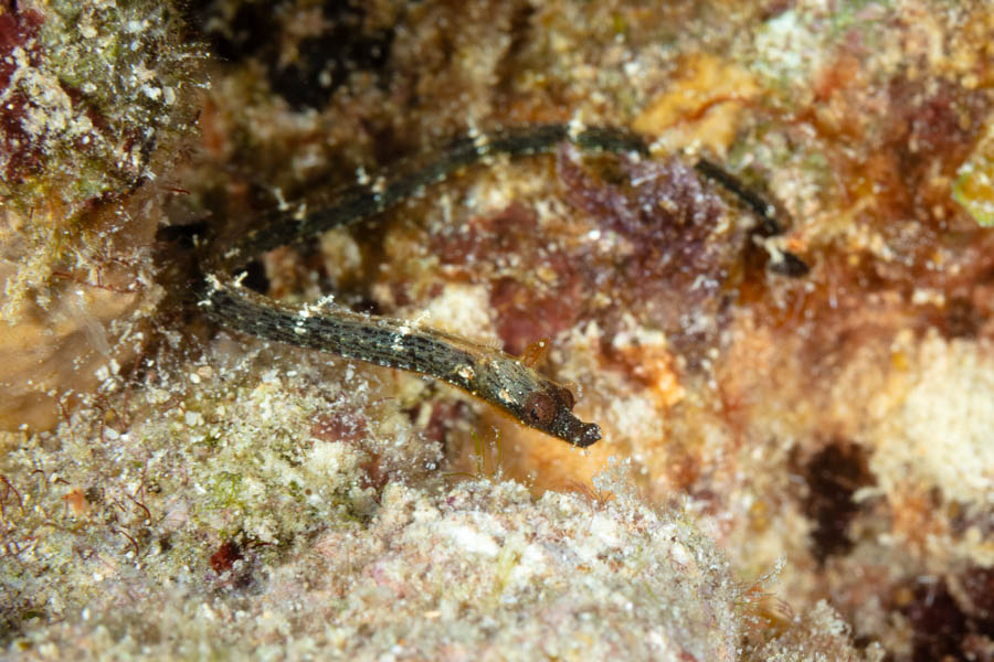 Pipefishes Identification: Banded Pipefish