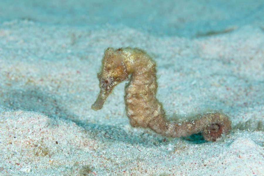 Seahorses Identification: Longsnout Seahorse