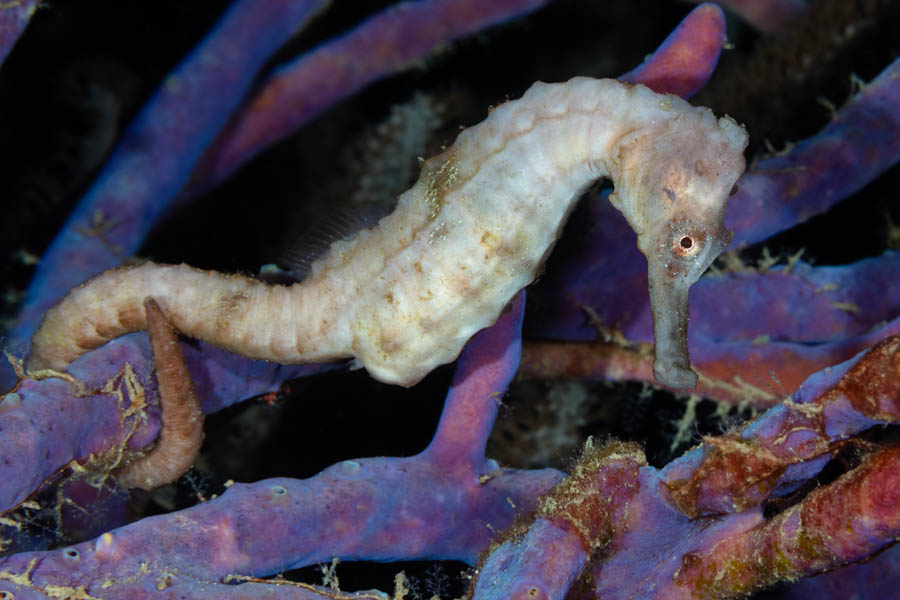 White Longsnout Seahorse