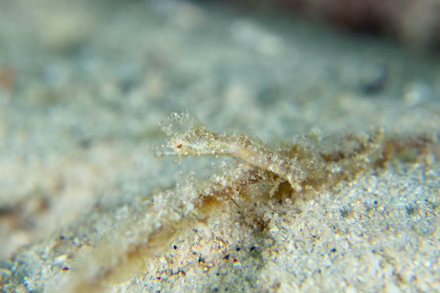 Pipefishes Identification: Pipehorse