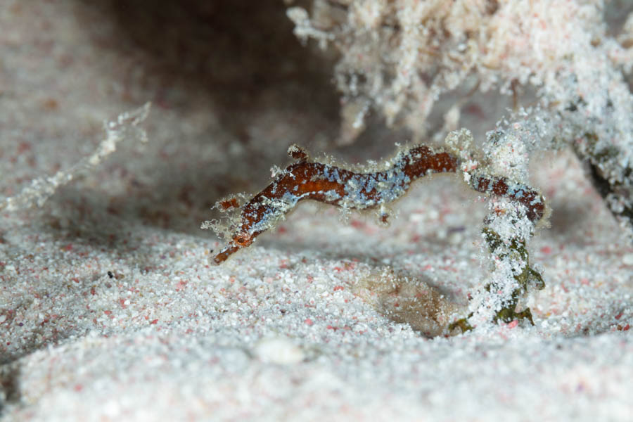 Pipefishes Identification: Pipehorse
