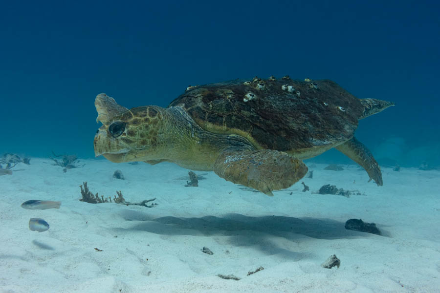 Loggerhead Turtle